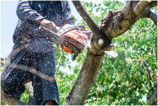 tree services Junior